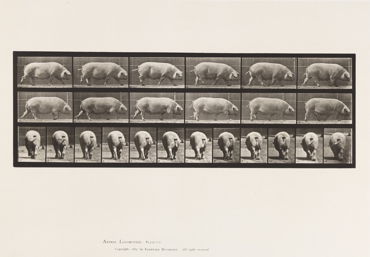 Tavle 674. So; Gåture af Eadweard Muybridge