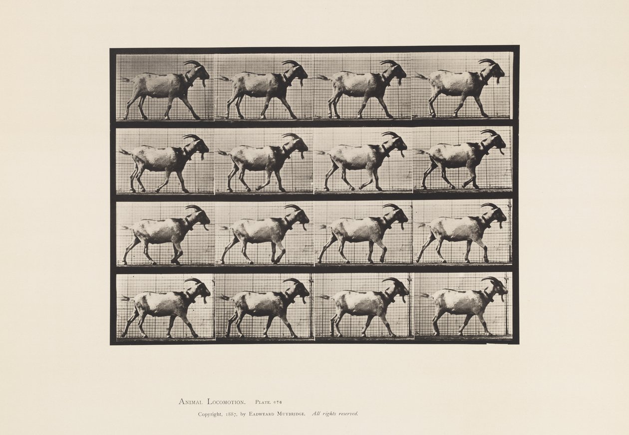 Tavle 676. Ged; Gåture af Eadweard Muybridge