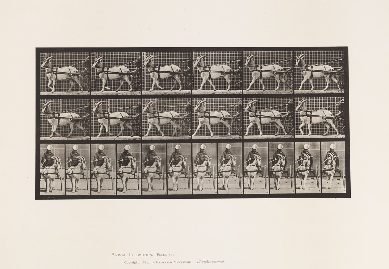 Tavle 677. Ged; Gåtur i Sulky af Eadweard Muybridge