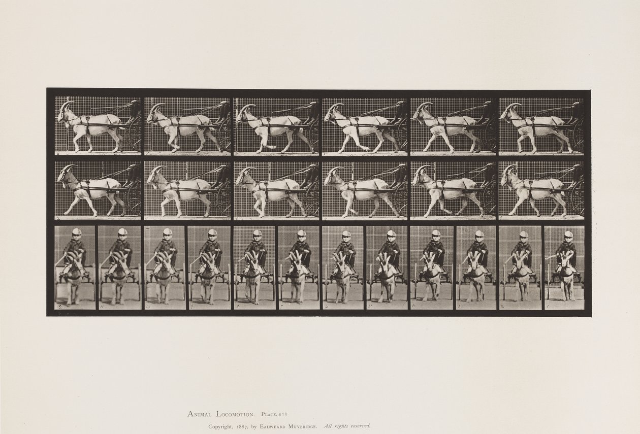 Tavle 678. Ged; Trav, i Sulky af Eadweard Muybridge