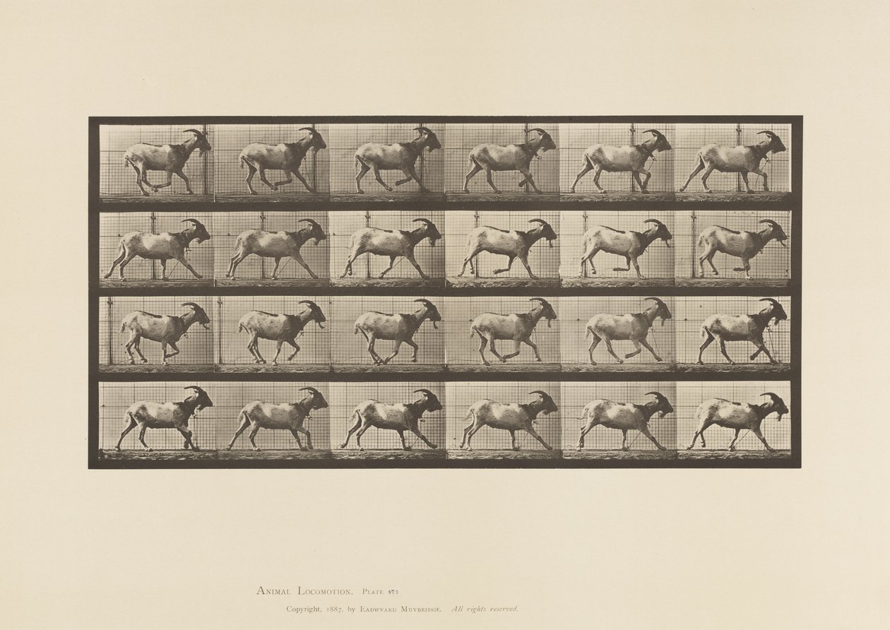 Tavle 679. Ged; Galoperende af Eadweard Muybridge