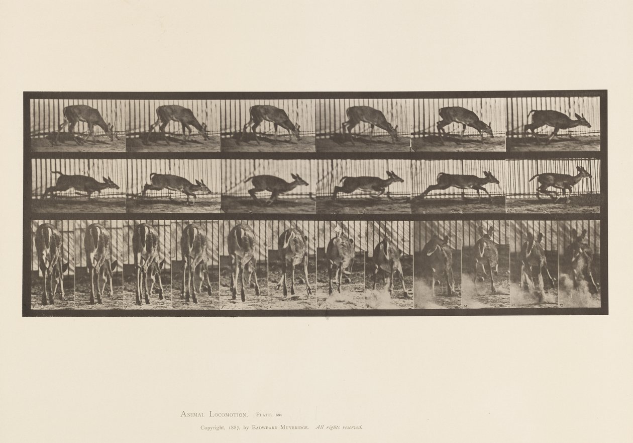 Tavle 681. Virginia Deer; (Ingen gevir) Buck Walking af Eadweard Muybridge