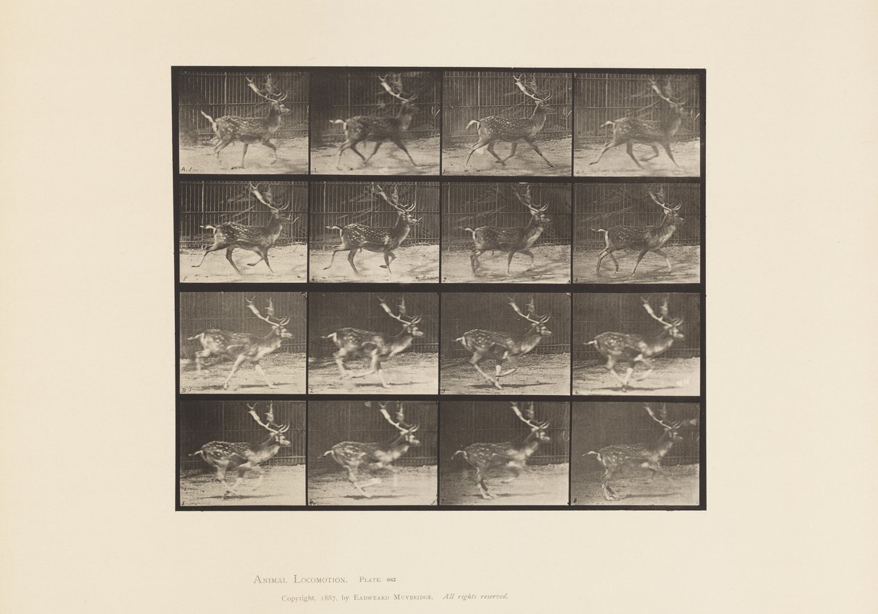 Tavle 682. Brak; Buck; A, Trav; B, Galoperende af Eadweard Muybridge