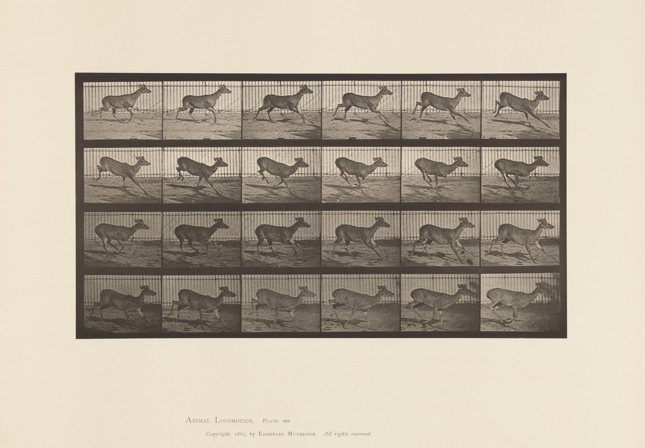 Tavle 683. Virginia Deer; (Ingen Gevir); Buck; Galoperende af Eadweard Muybridge