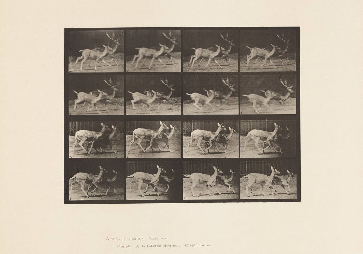 Tavle 684. Dåhjort; A, Buck and Doe; B, To gør; Trav af Eadweard Muybridge