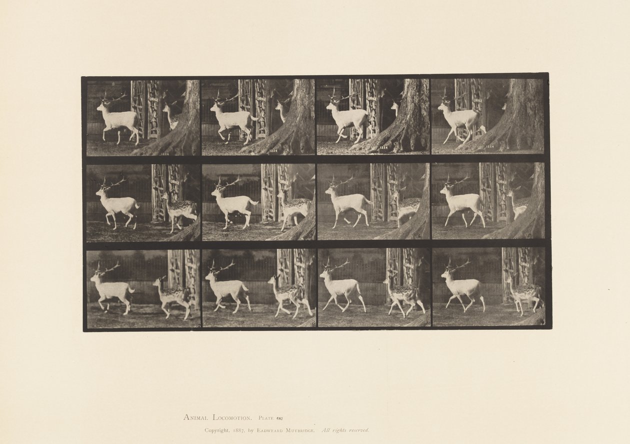 Tavle 685. Dåhjort; Buck and Doe; Trav af Eadweard Muybridge