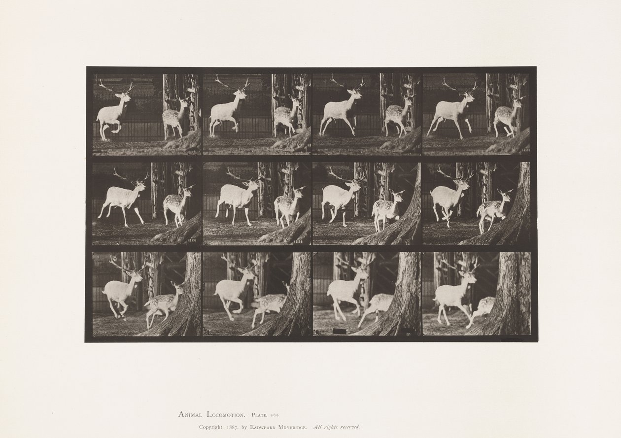 Tavle 686. Dåhjort; Buck and Doe; Galoperende af Eadweard Muybridge