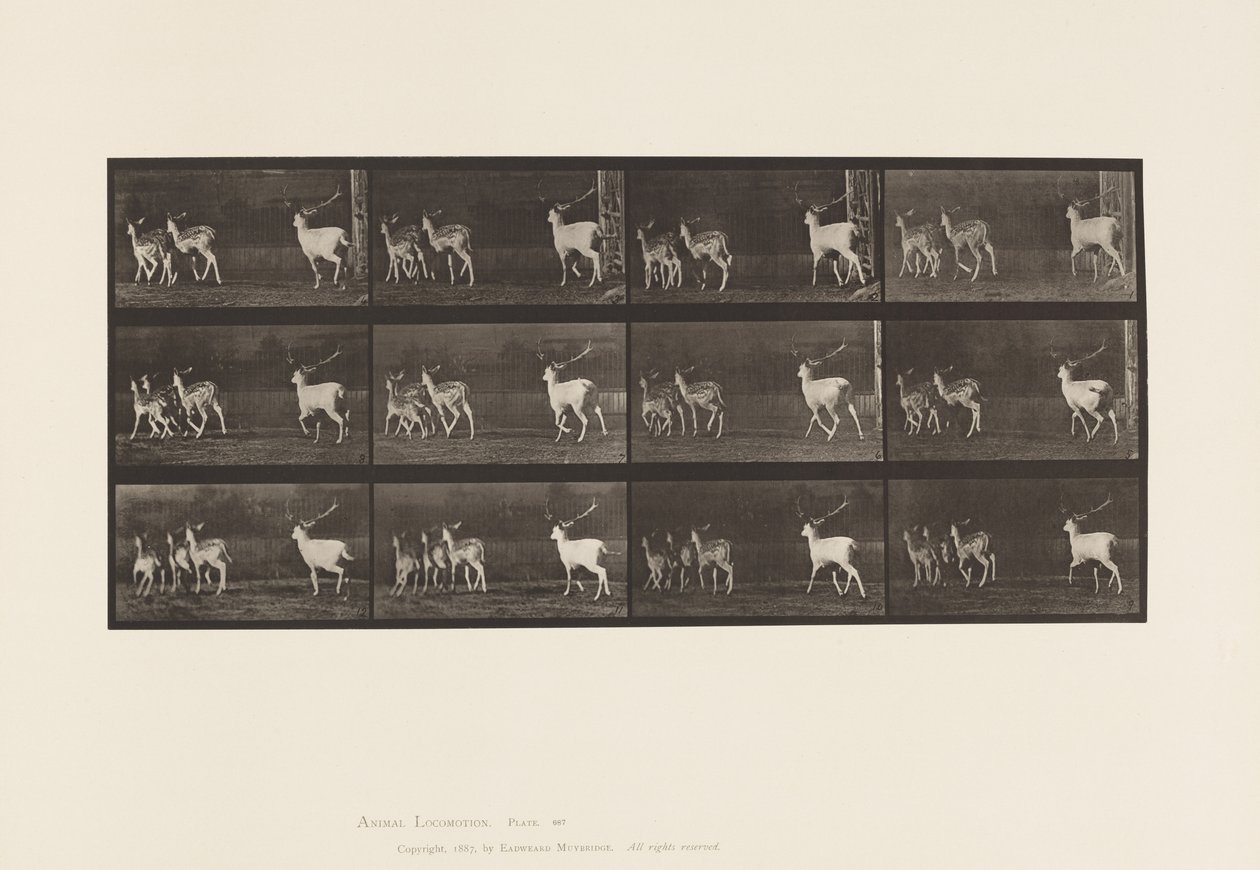 Tavle 687. Dåhjort; Buck and Group of Does; Galoperende af Eadweard Muybridge