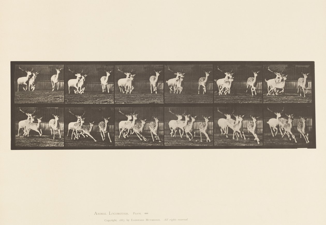 Tavle 688. Dåhjort; Buck and Group of Does; Galoperende af Eadweard Muybridge