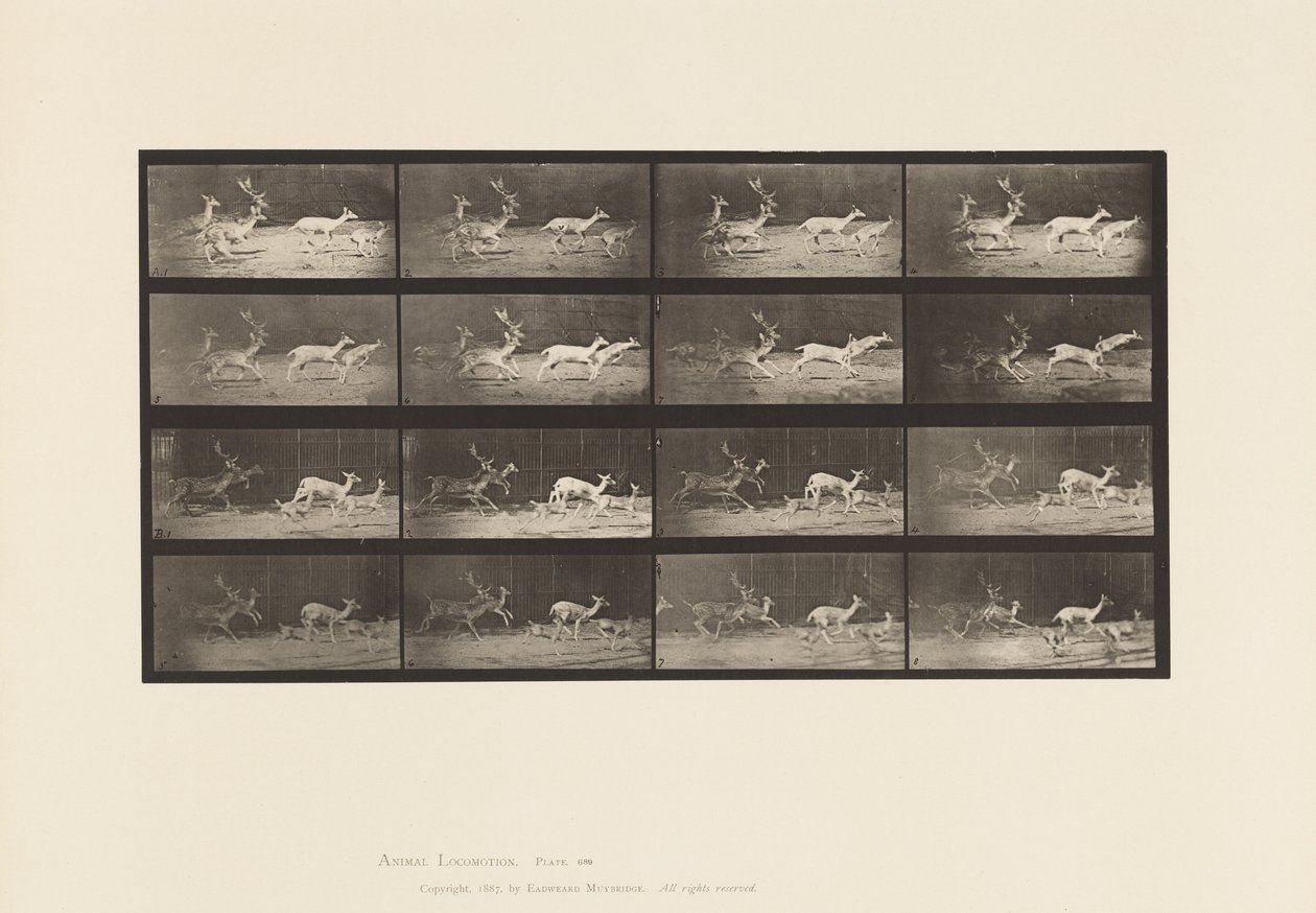 Tavle 689. Dåhjort; A, B, Buck og gruppe af gører; Galoperende af Eadweard Muybridge