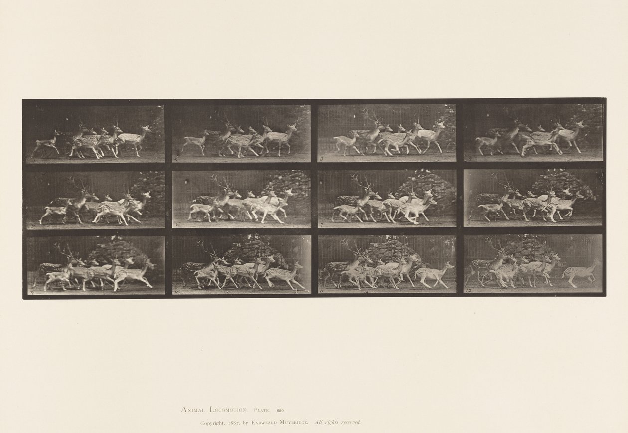 Tavle 690. Dåhjort; Buck and Group of Does; Forskellige Bevægelser af Eadweard Muybridge