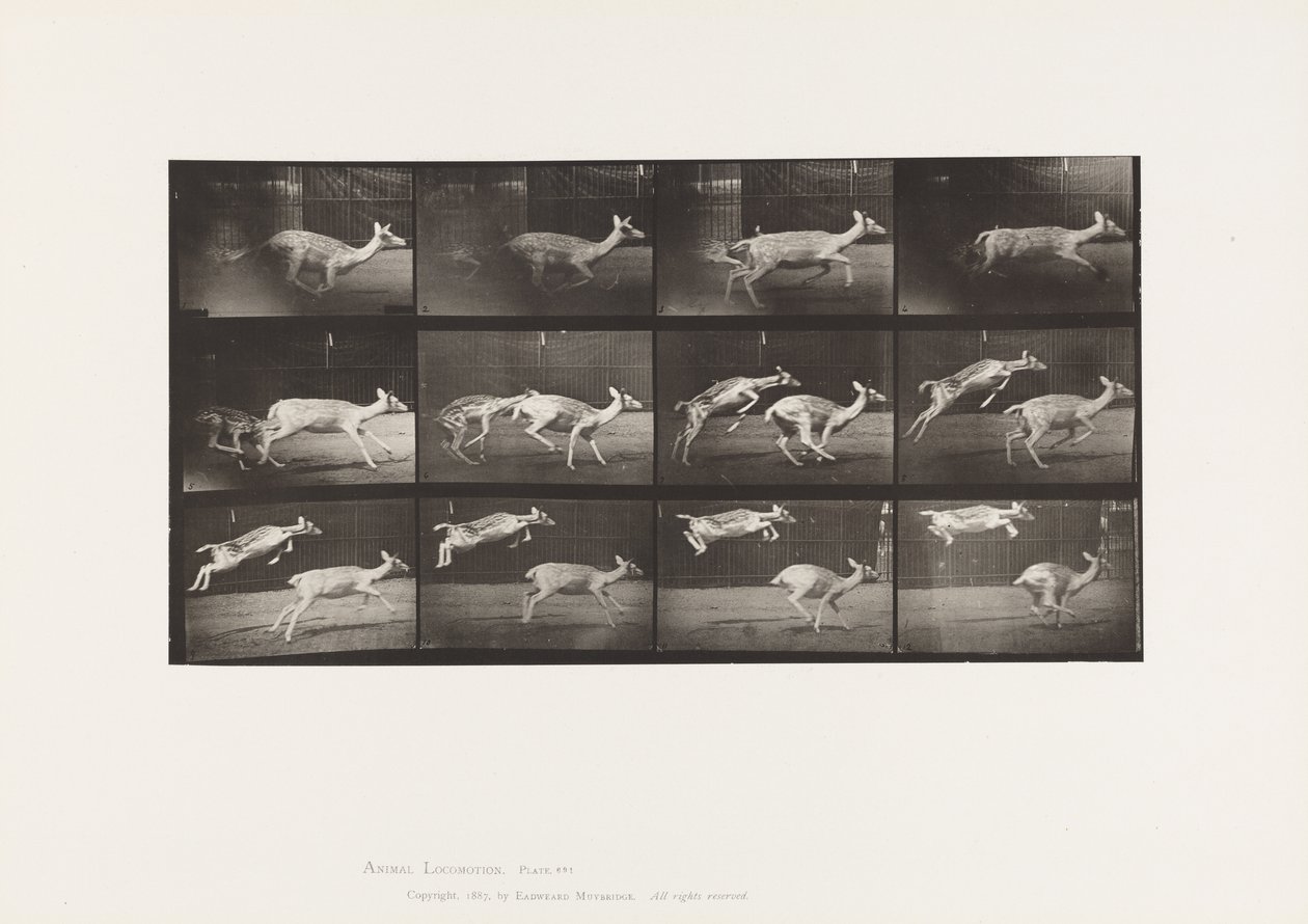 Tavle 691. Dådyr; Doe; Galoperende; og Kid; Hoppe af Eadweard Muybridge