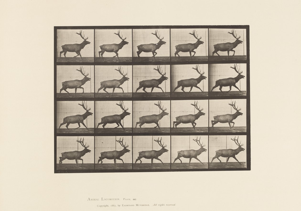 Tavle 692. Elg, Trav af Eadweard Muybridge