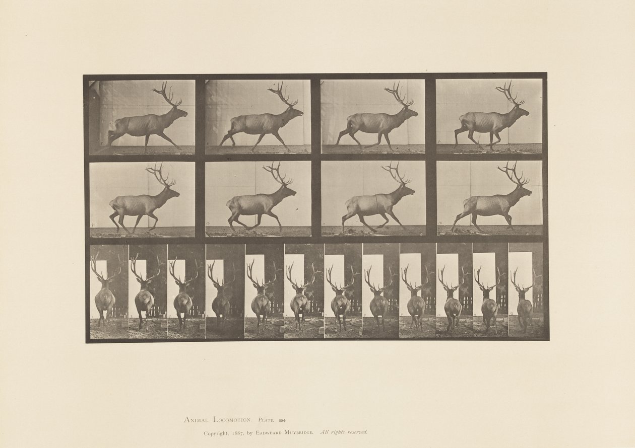 Tavle 694. Elg, Galoperende af Eadweard Muybridge