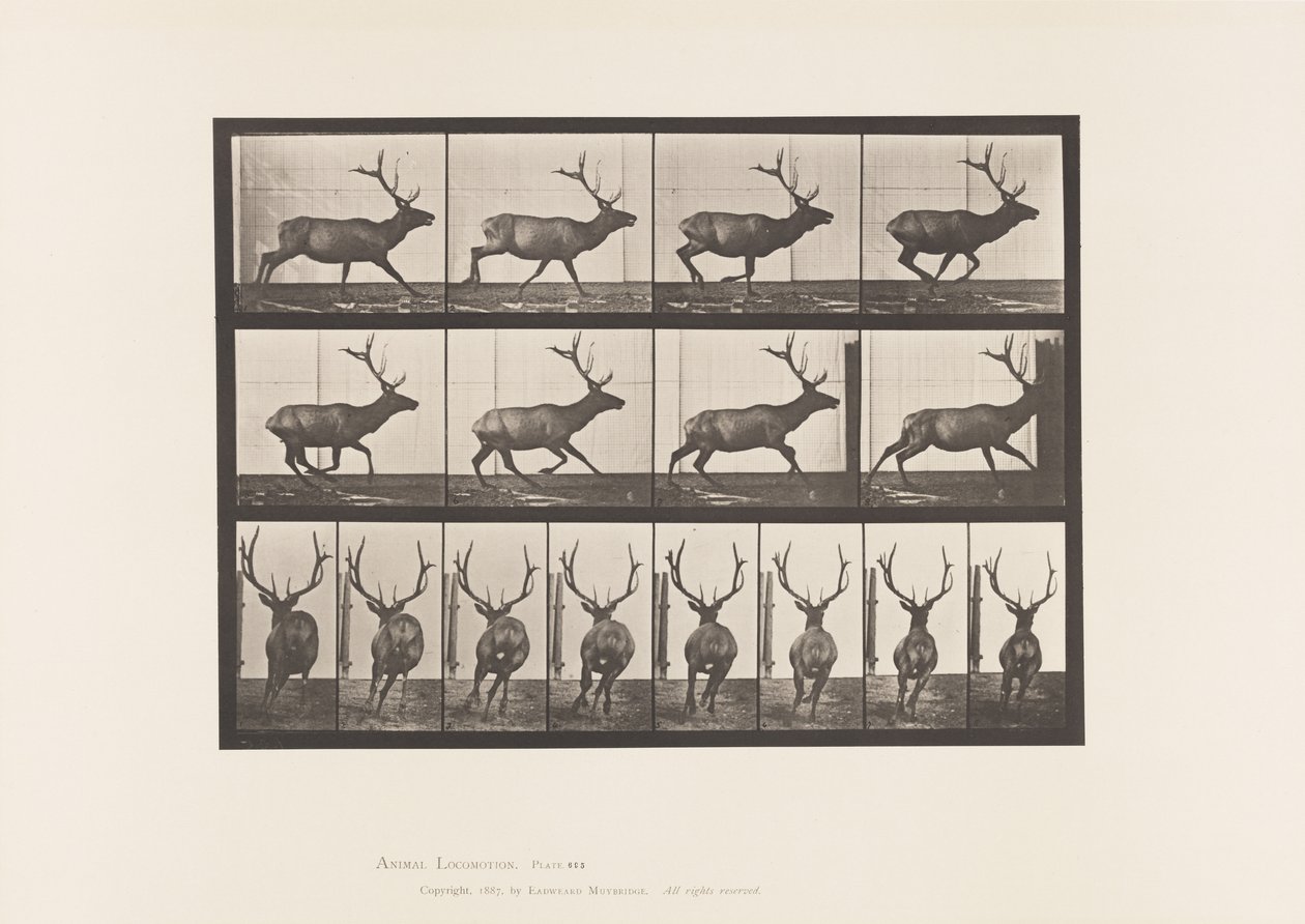 Tavle 695. Elg, Galoperende af Eadweard Muybridge