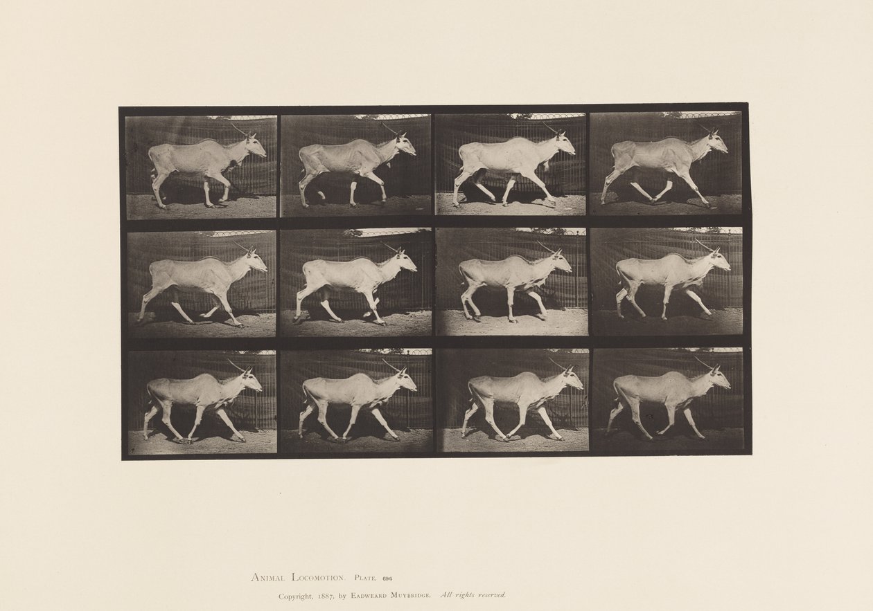 Tavle 696. Eland, Trav af Eadweard Muybridge