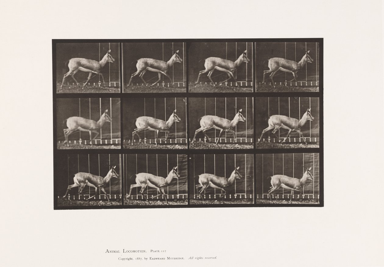 Tavle 697. Antilope; Trav af Eadweard Muybridge