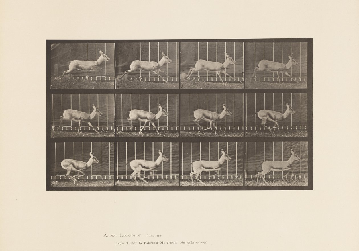 Tavle 698. Antilope; Galoperende af Eadweard Muybridge