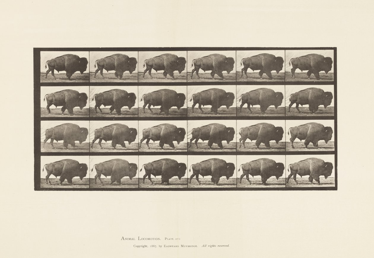 Tallerken 699. Bøffel; Gåture af Eadweard Muybridge