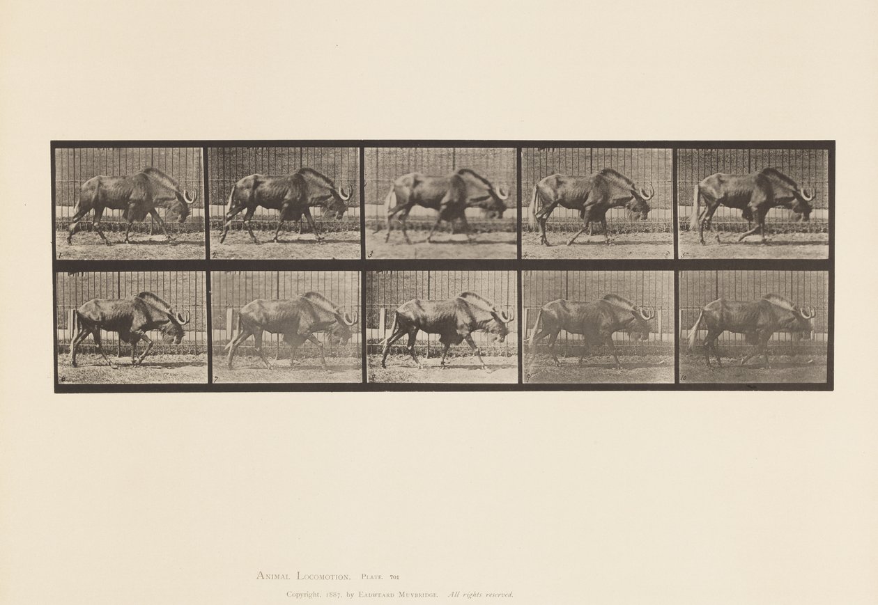 Plade 701. Gnu; Gåture af Eadweard Muybridge