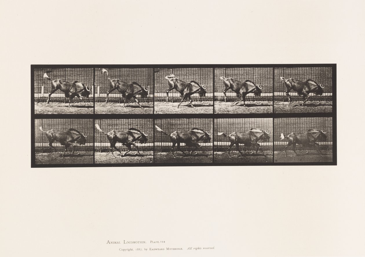 Plade 702. Gnu; Bukning og galop af Eadweard Muybridge