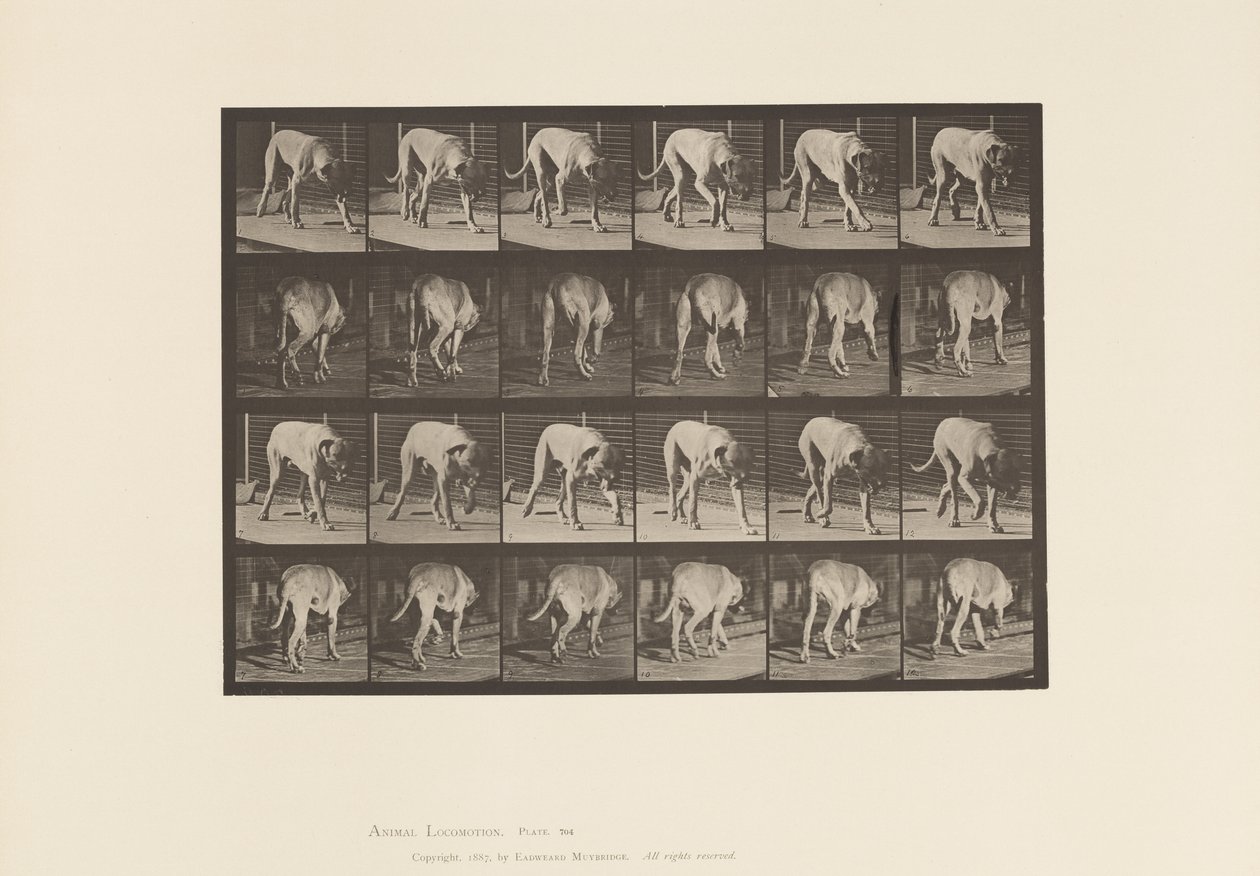 Tavle 704. Hund; Gåture; Mastiff af Eadweard Muybridge