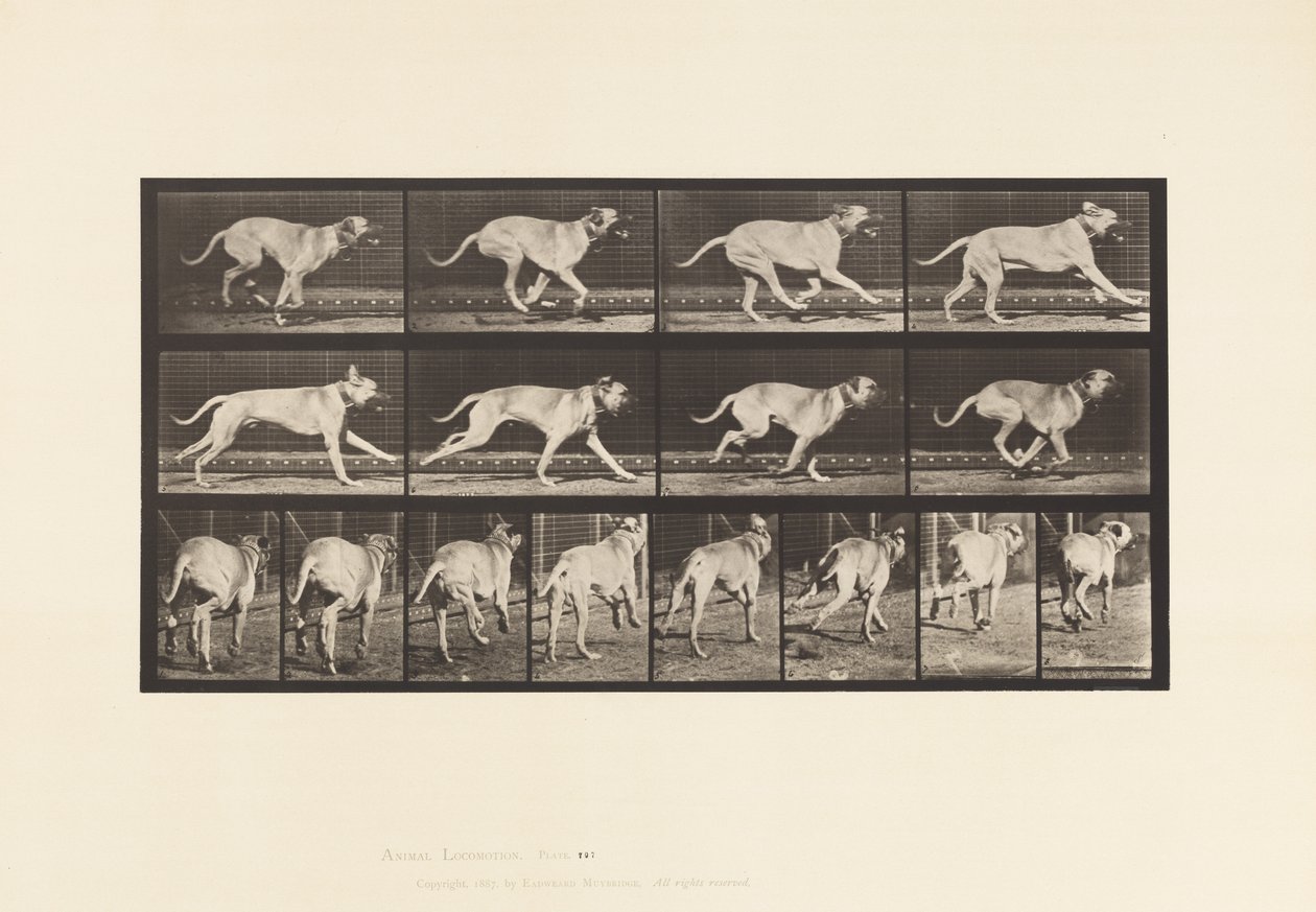 Tavle 707. Hund; Galoperende; Mastiff af Eadweard Muybridge