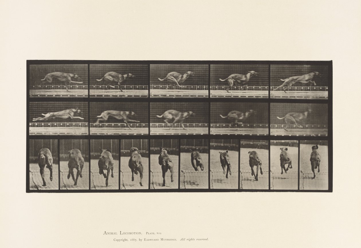 Tavle 708. Hund; Galoperende; Brun racerhund af Eadweard Muybridge