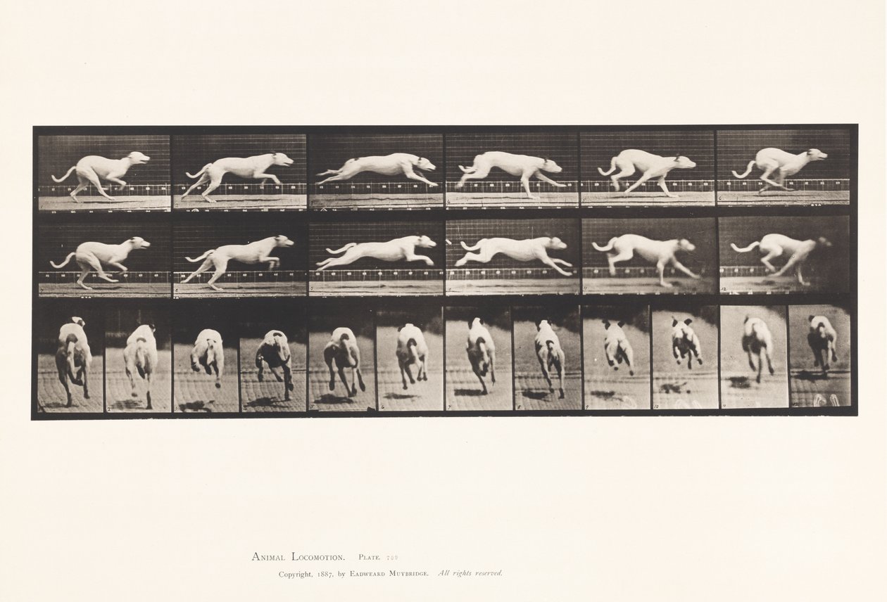 Tavle 709. Hund; Galoperende; Hvid Racing Hound Maggie af Eadweard Muybridge