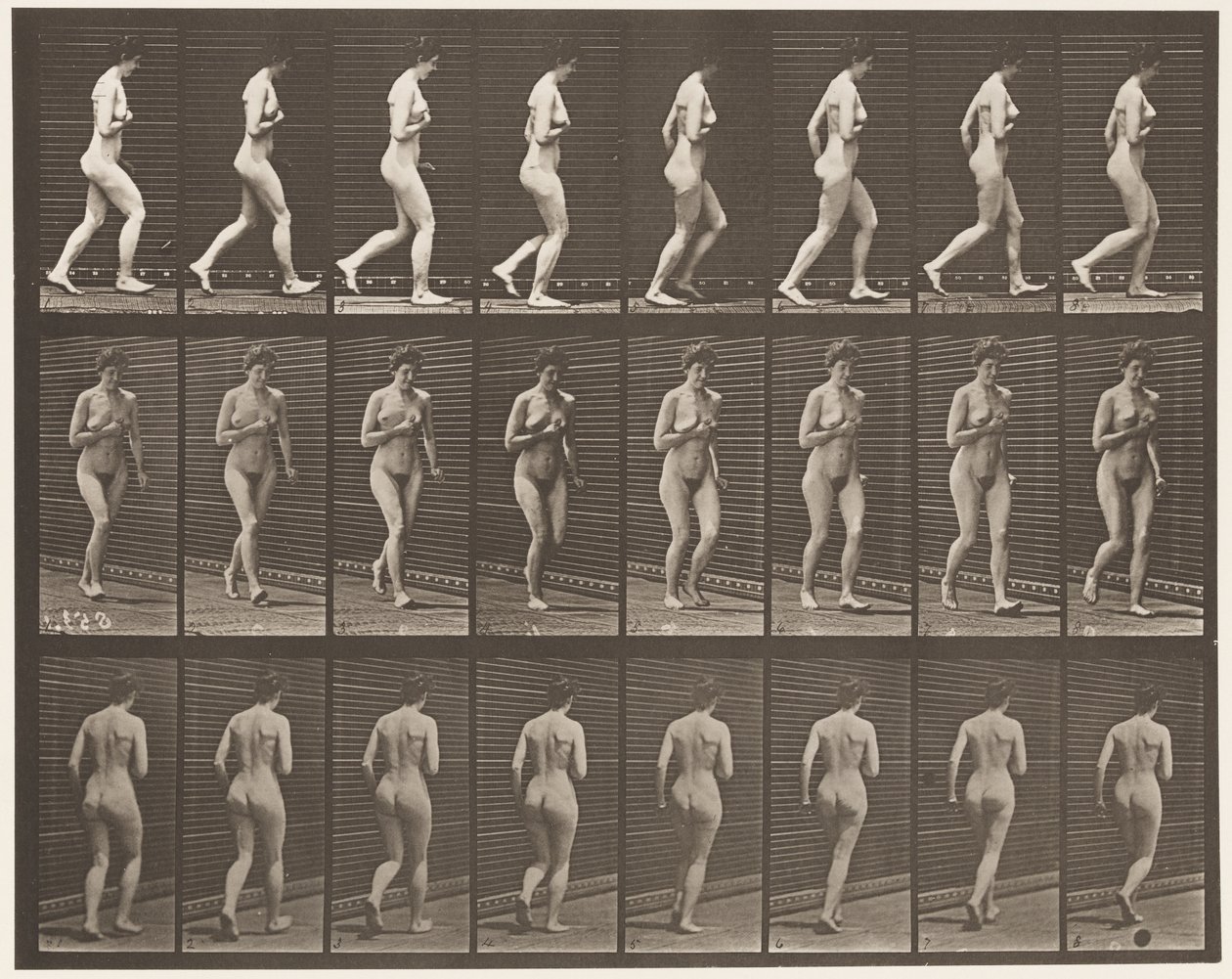 Tavle 70. Løbende., 1872-1885 af Eadweard Muybridge