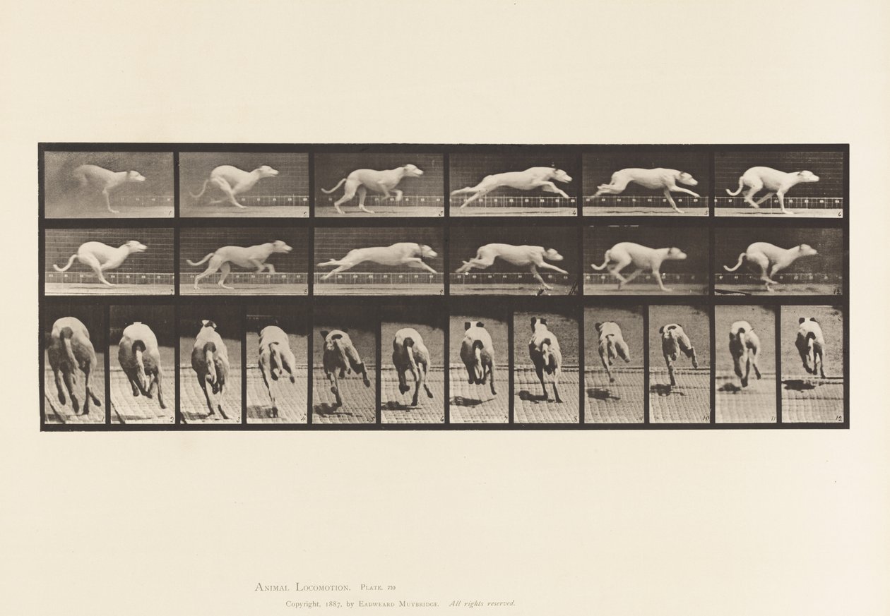 Tallerken 710. Hund; Galoperende; Hvid Racing Hound Maggie af Eadweard Muybridge