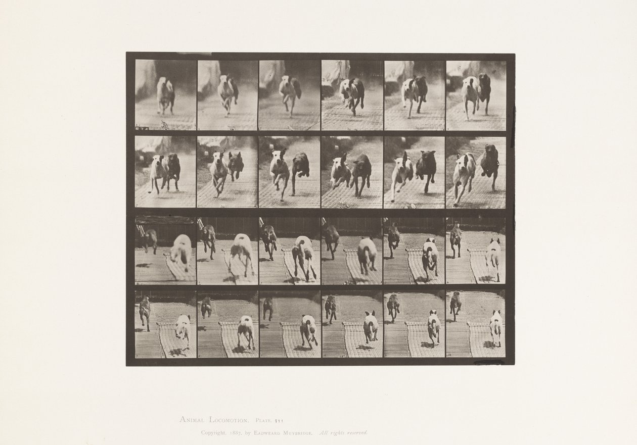 Tallerken 711. Hunde; To Racing; A, B; Racing Hounds, Ike & Maggie af Eadweard Muybridge