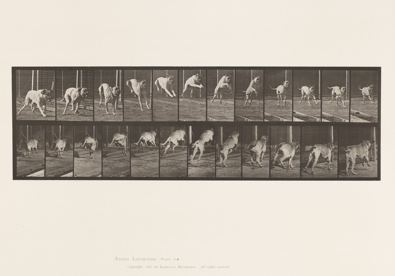 Tavle 712. Hund; Jumping Hurdle; Mastiff, Dread af Eadweard Muybridge