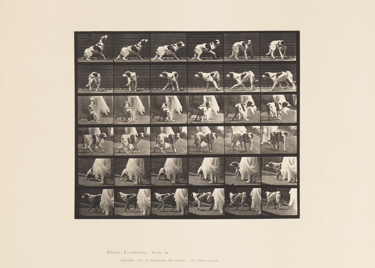 Tavle 713. Hund; Vende rundt osv.; Setter Kate af Eadweard Muybridge