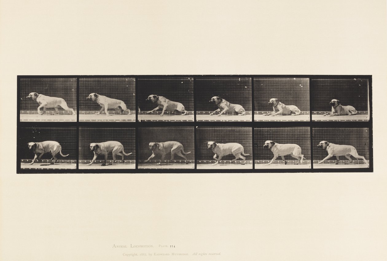 Tavle 714. Hund; Ophidset af en Torpedo; Mastiff-Smith af Eadweard Muybridge