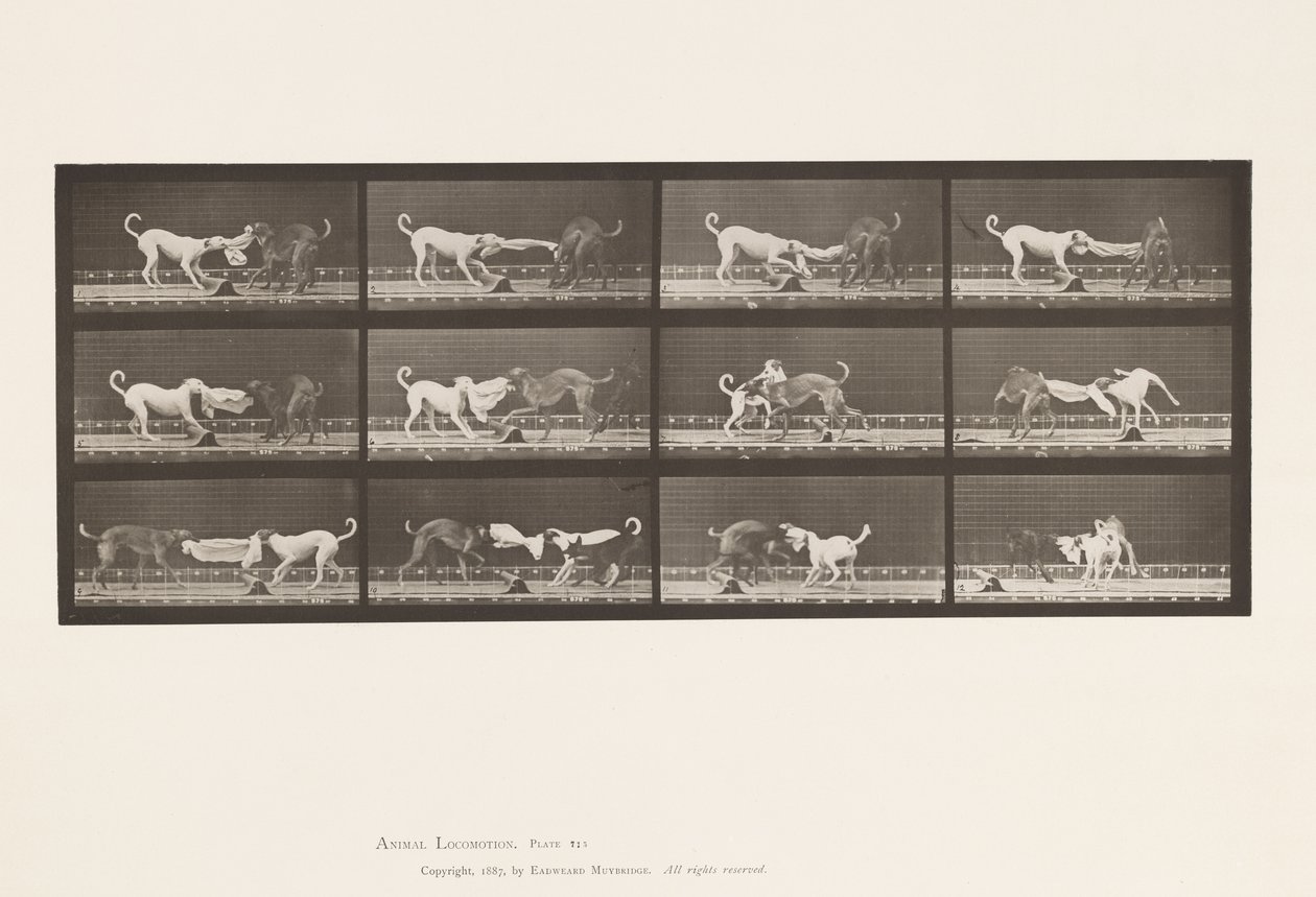 Tallerken 715. Hunde; Tre, trækker i et håndklæde, Ike, Maggie osv. af Eadweard Muybridge