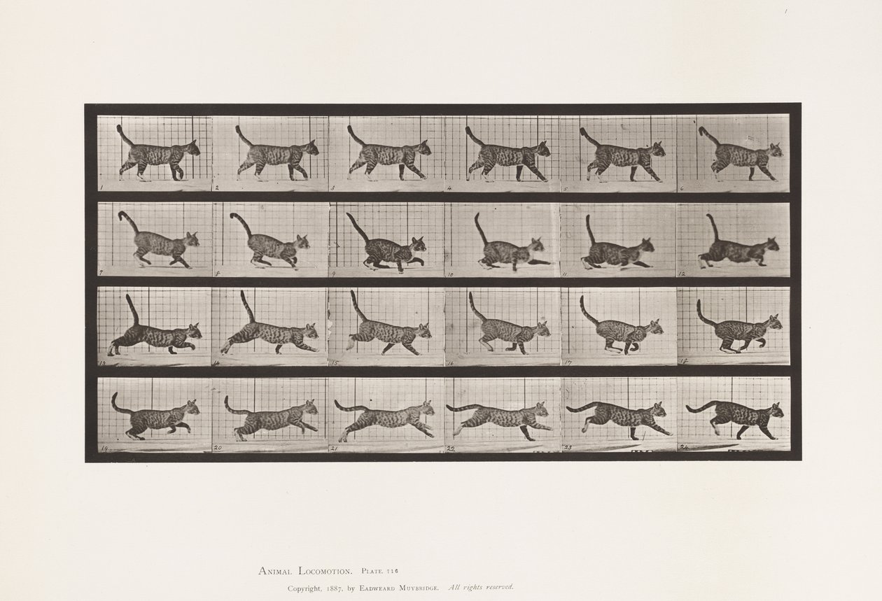 Tallerken 716. Kat; Gå, skift til galop af Eadweard Muybridge