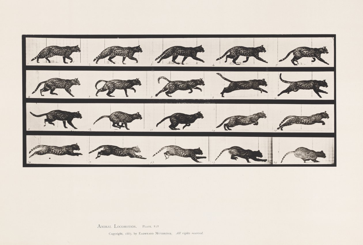 Tallerken 717. Kat; Trav; Skift til Galoping af Eadweard Muybridge