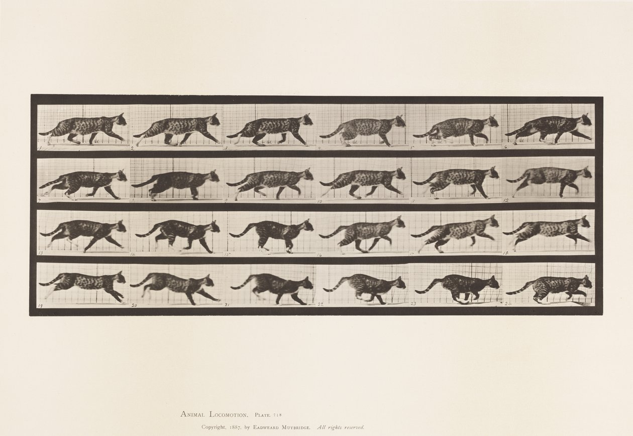 Tallerken 718. Kat; Trav; Skift til Galoping af Eadweard Muybridge