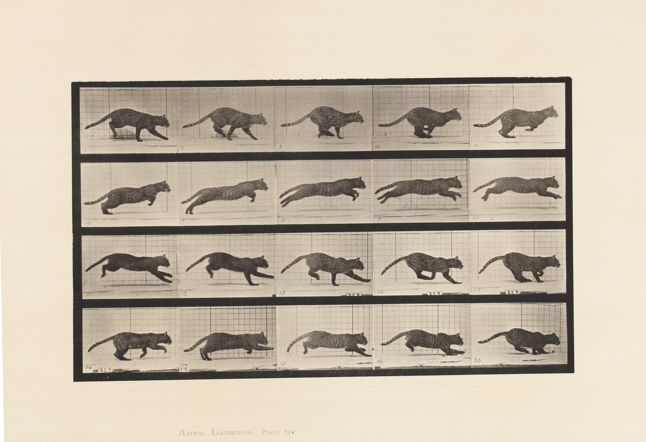 Tallerken 719. Kat; Galoperende af Eadweard Muybridge