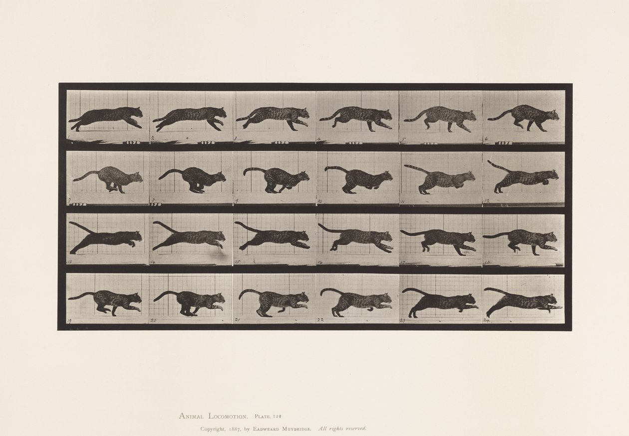 Tallerken 720. Kat; Galoperende af Eadweard Muybridge