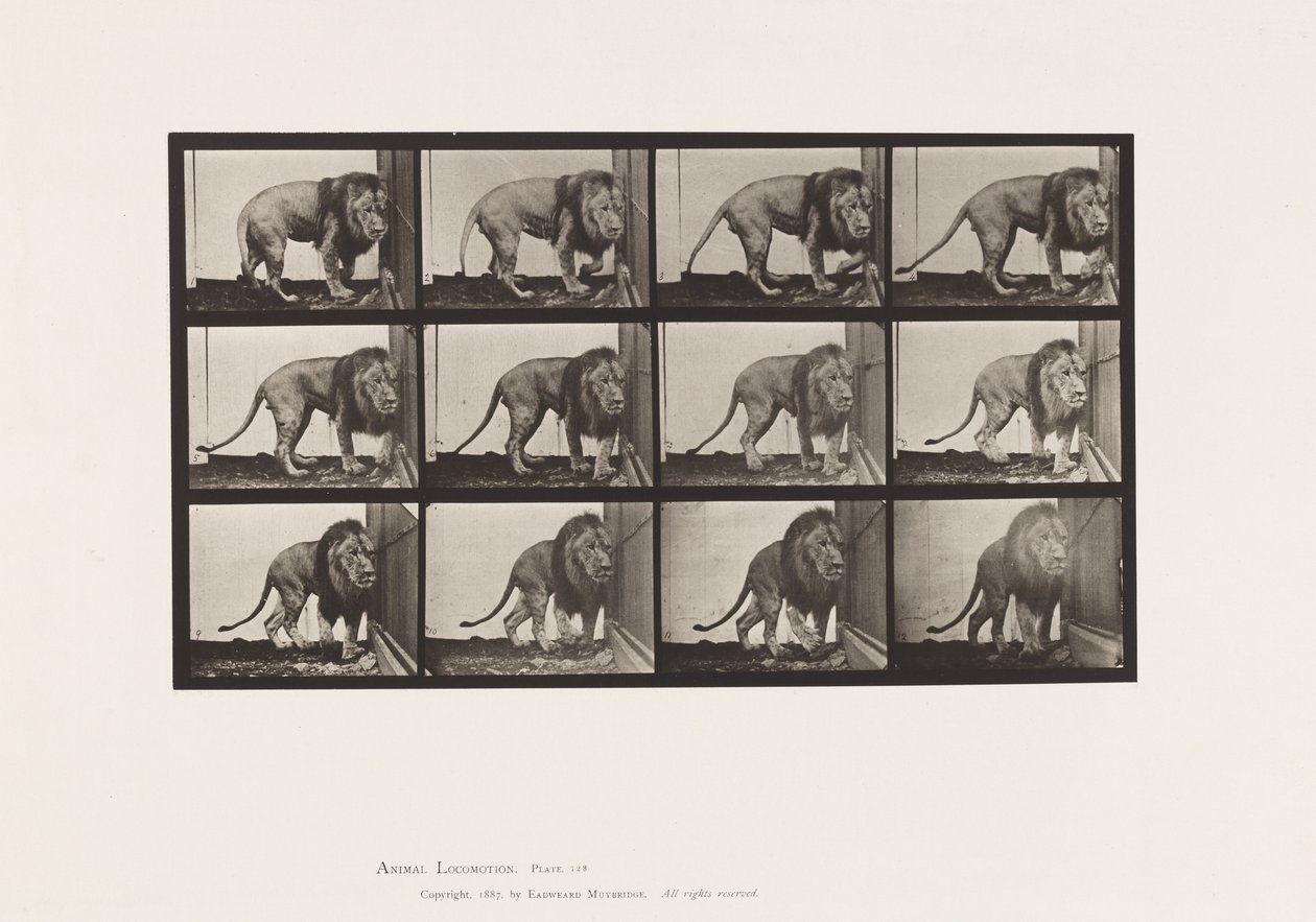Tallerken 723. Løve; Gå, vende sig om af Eadweard Muybridge