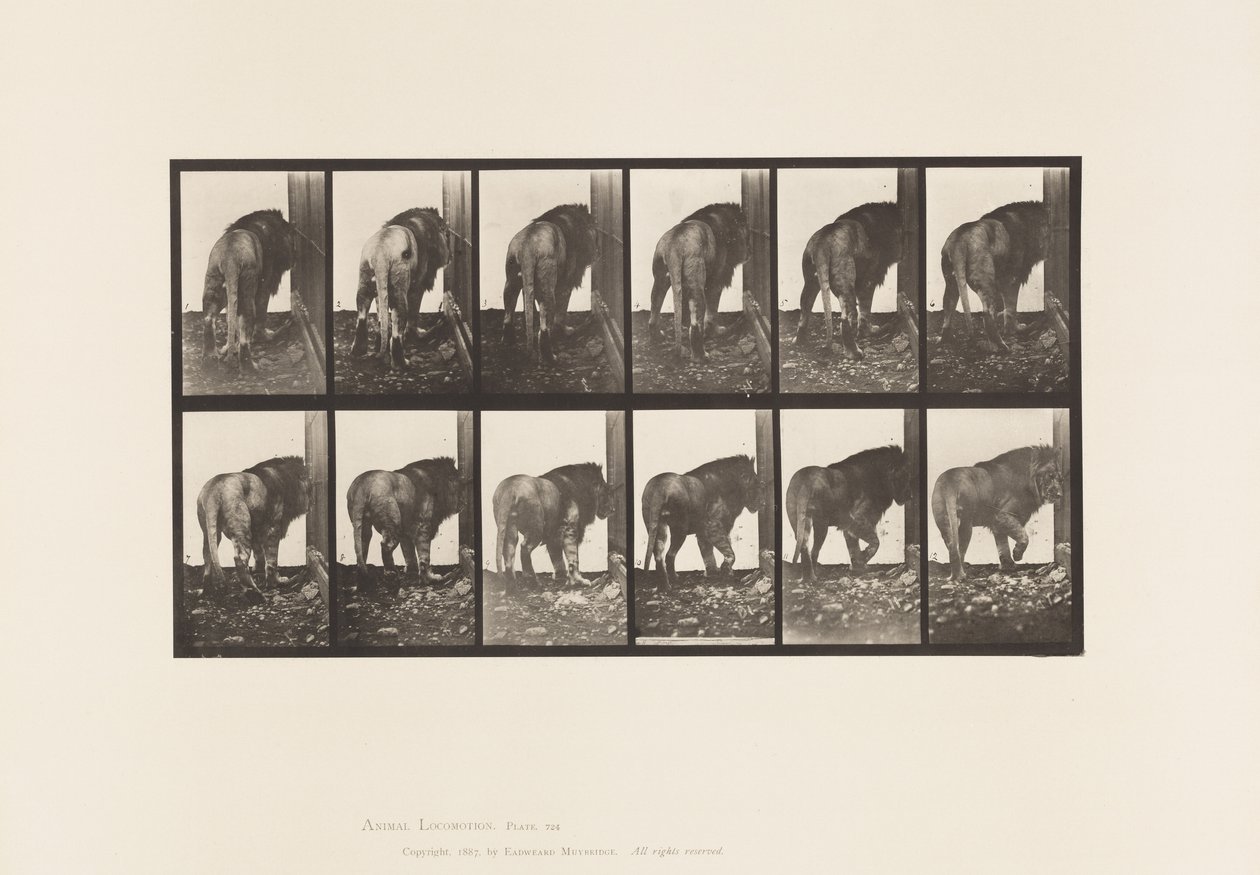 Tallerken 724. Løve; Gå, vende sig om af Eadweard Muybridge