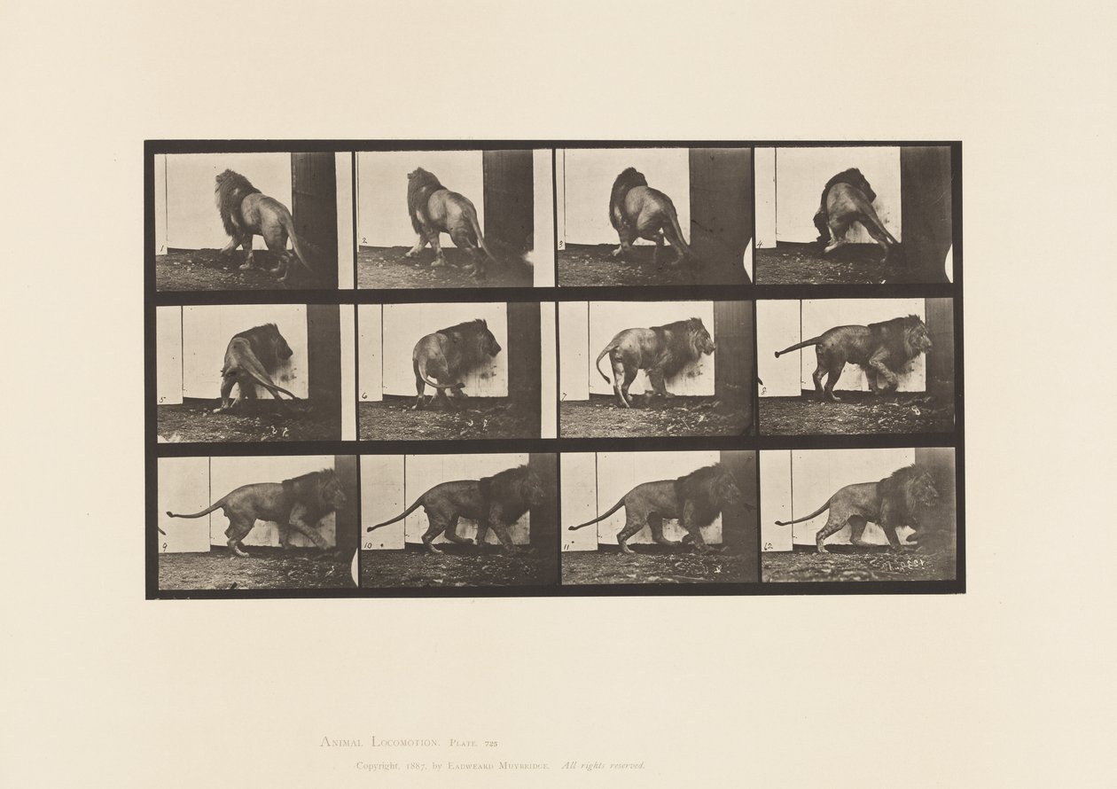 Tallerken 725. Løve; Gå, vende sig om af Eadweard Muybridge