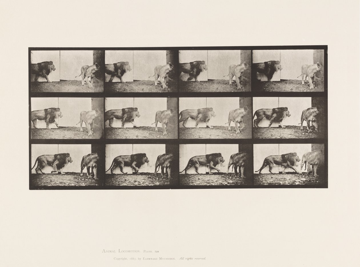 Tavle 726. Løve og Løvinde; Gåture af Eadweard Muybridge