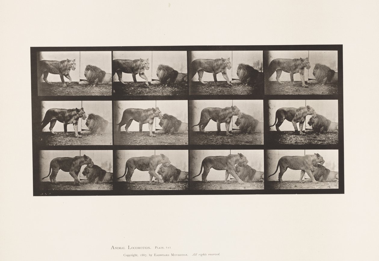 Tavle 727. Løvinne; Gåture; Løve; Ligger ned af Eadweard Muybridge