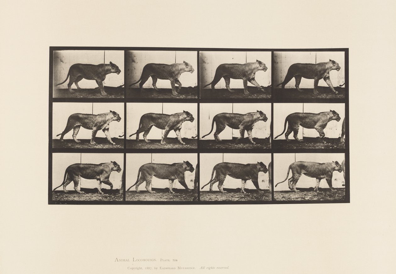 Tavle 728. Løvinde; Gåture; Løve; Ligger ned af Eadweard Muybridge
