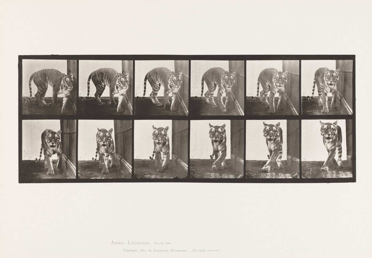 Tallerken 730. Tigress; Gåture; Vende rundt af Eadweard Muybridge