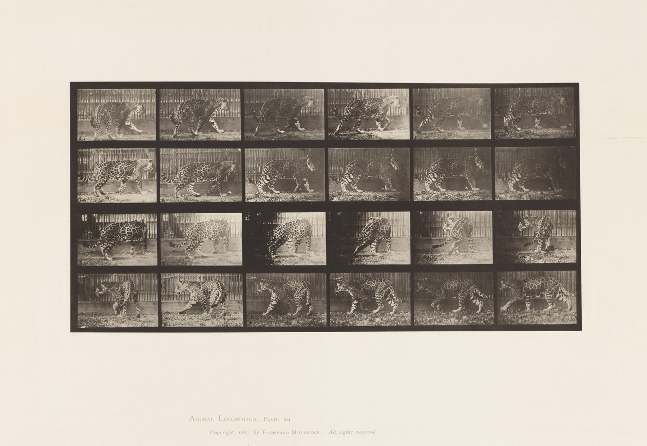 Tallerken 731. Jaquar; A, Gå; B, vende sig om af Eadweard Muybridge