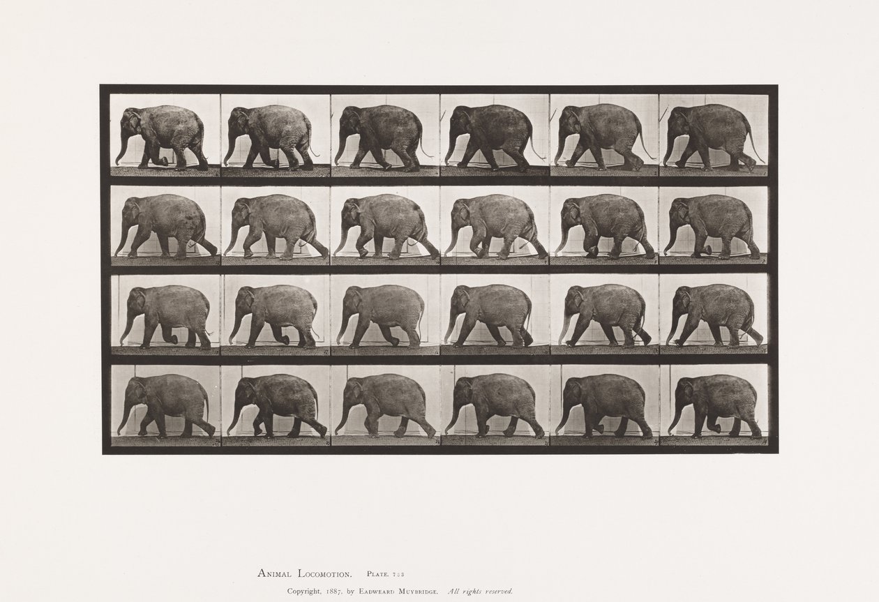 Tavle 733. Elefant; Gåture af Eadweard Muybridge